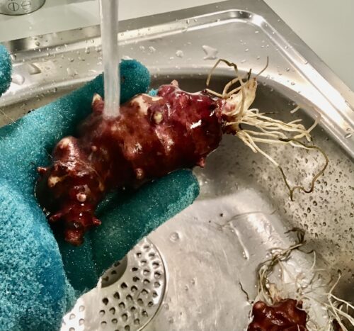 Eine Hand mit Massagehandschuh rubbelt eine Topinamburknolle unter dem Wasserstrahl sauber