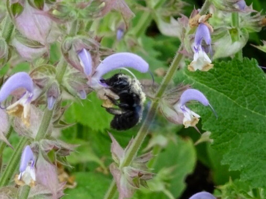 Seitenansicht einer Blauschwarzen Holzbiene, die auf einer Blüte landet.