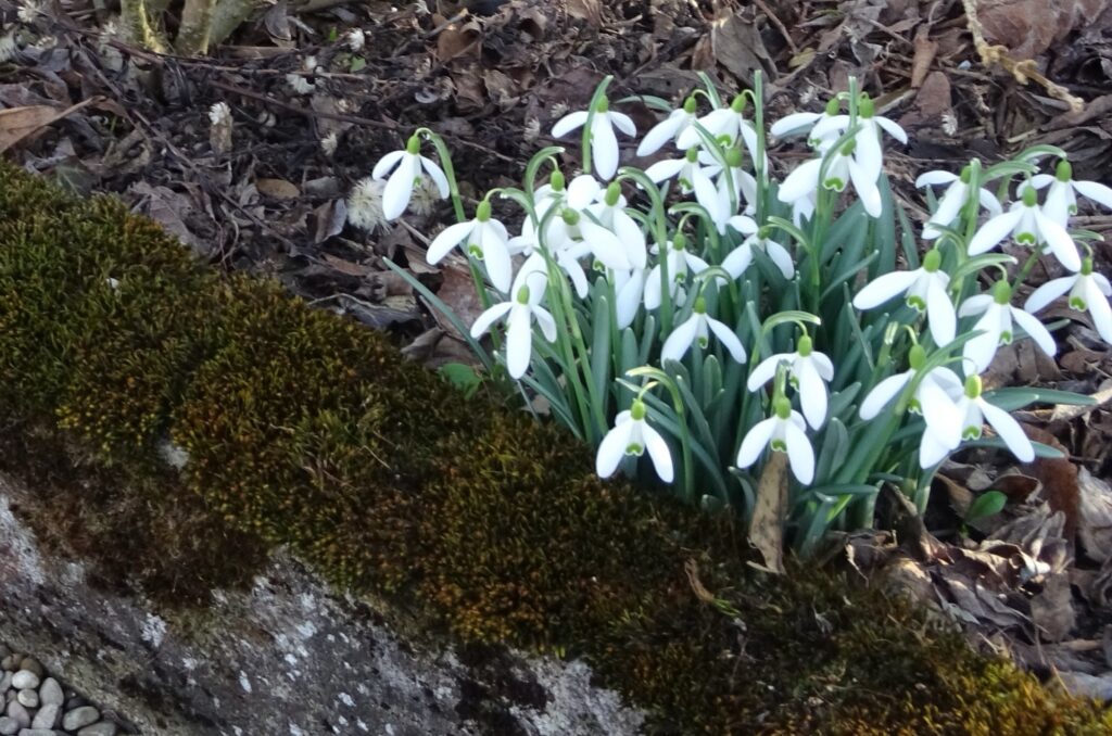 Moos auf einer Beton-Beetumrandung, daneben Schneeglöckchen
