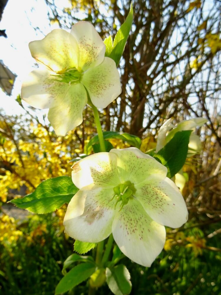 Weiße Christrosen im Gegenlicht