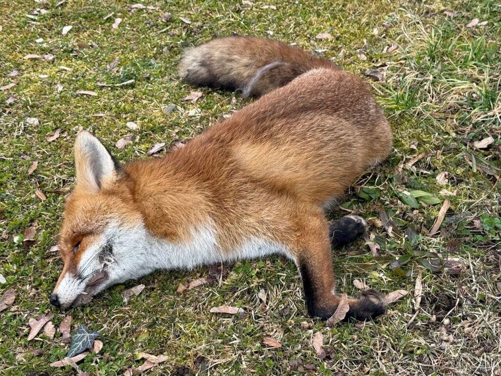 Toter Fuchs auf unserer Wiese.