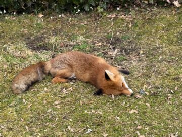Toter Fuchs